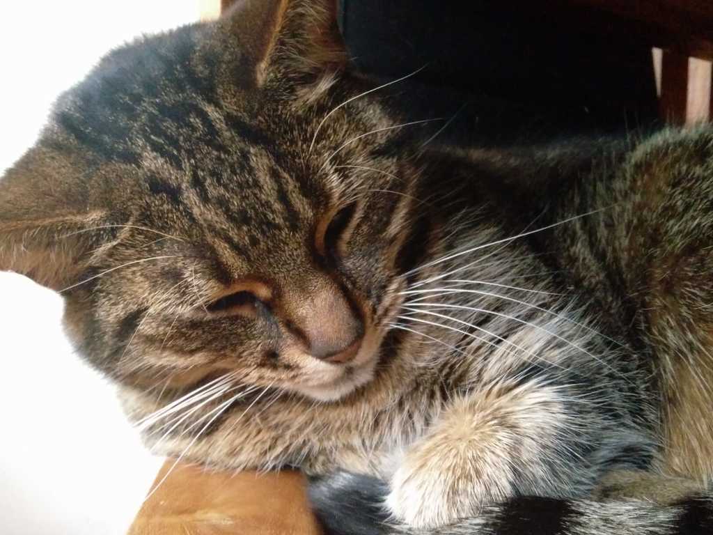 Tijger one of the cats