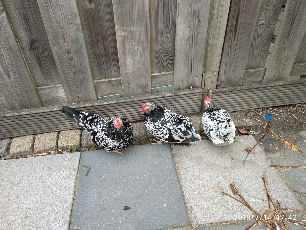 The 3 chicks, the 4th is not on the photo