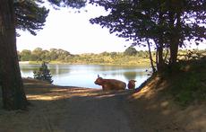 Dunes at 5 km