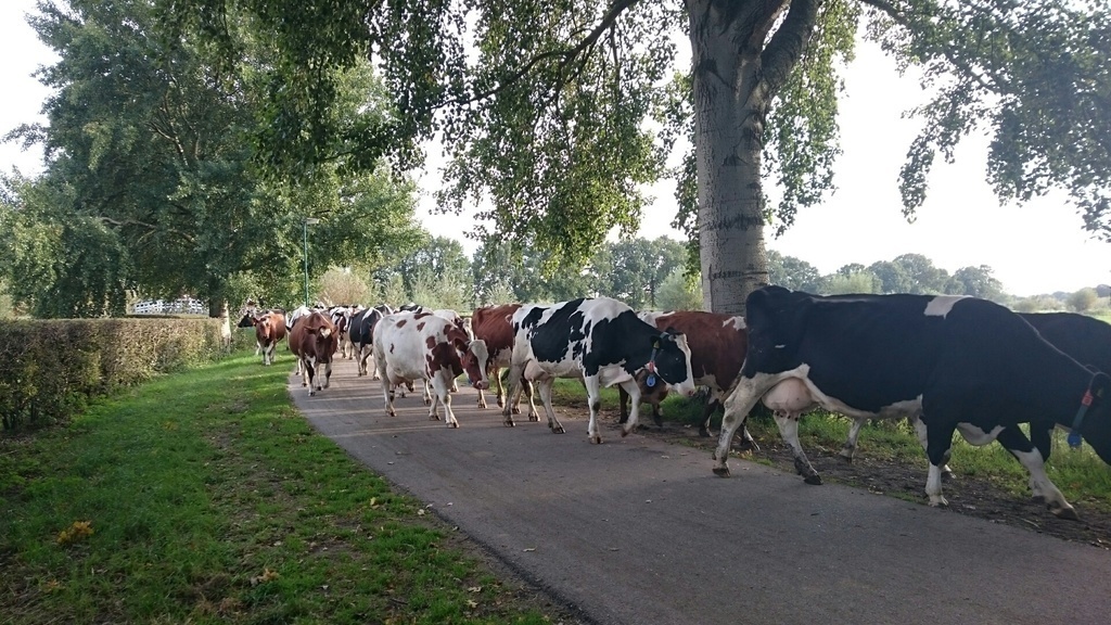 Cows on their way home
