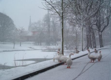 Wintertime with Geese. They are the sybol of our town: Goes