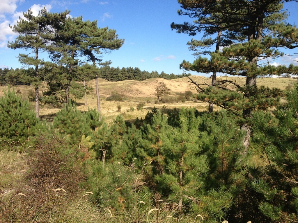 The dunes, National Parc Kennemer Duinen
