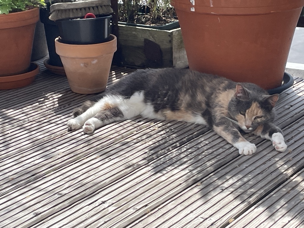 Our cat Panda enjoying the terrace