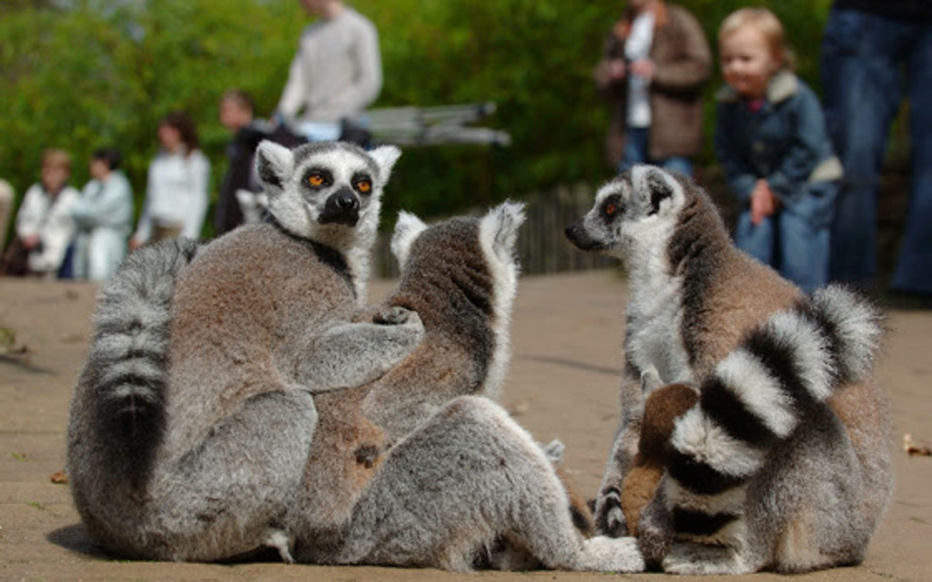 Monkey zoo in Apeldoorn