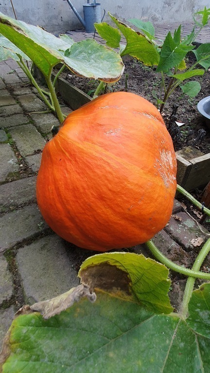 Almost ready for Halloween