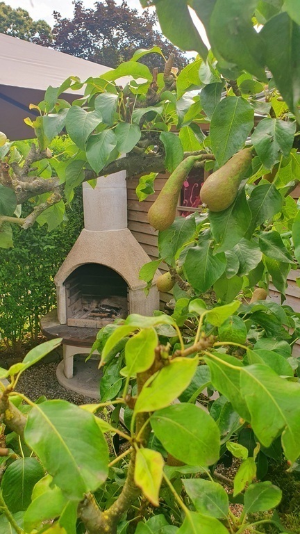 Back garden (June 2024)