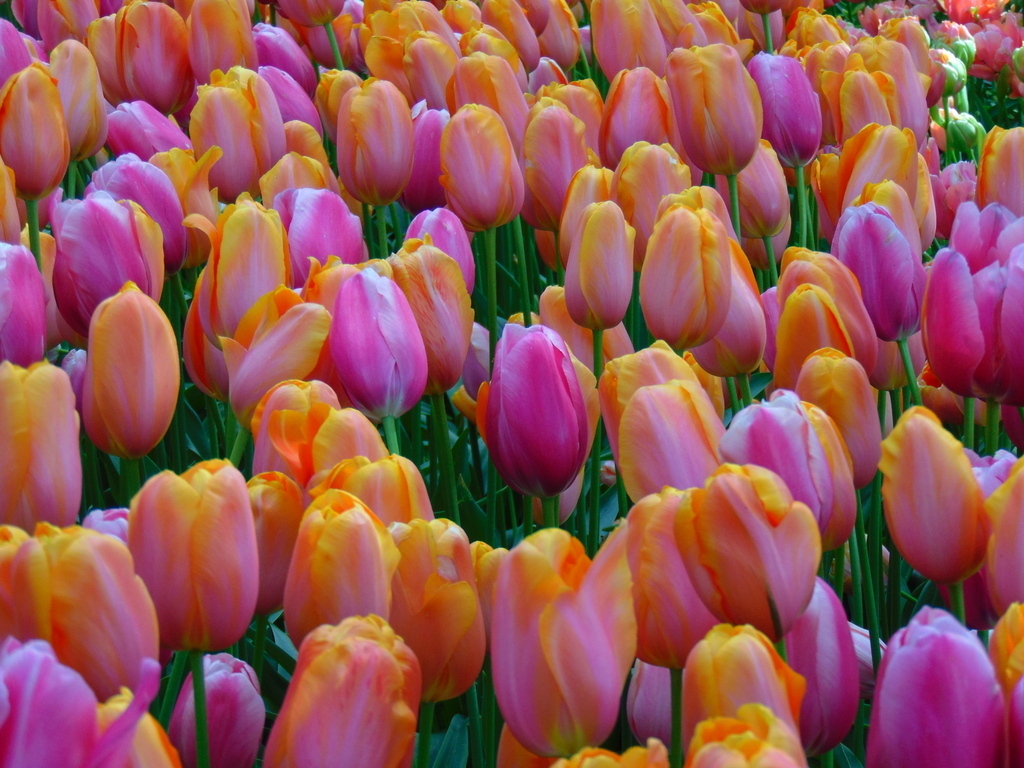 Tulip field
