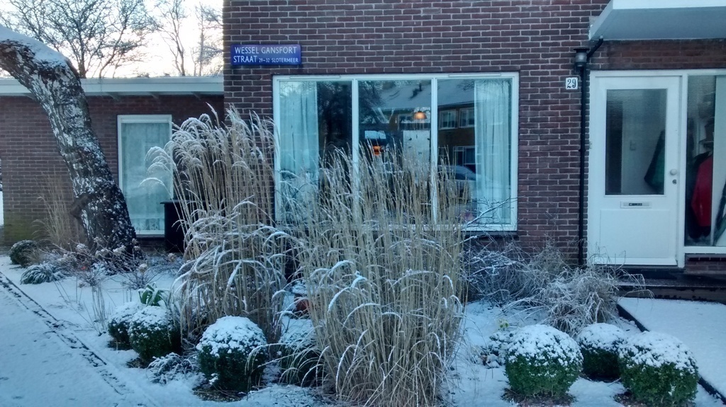 Front garden in winter
