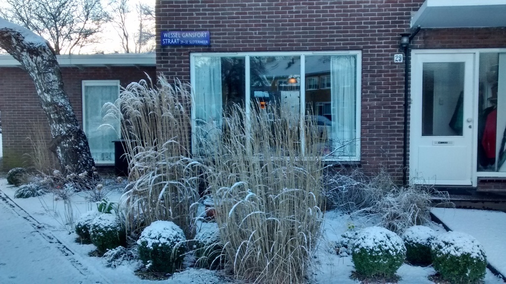 Front garden in winter