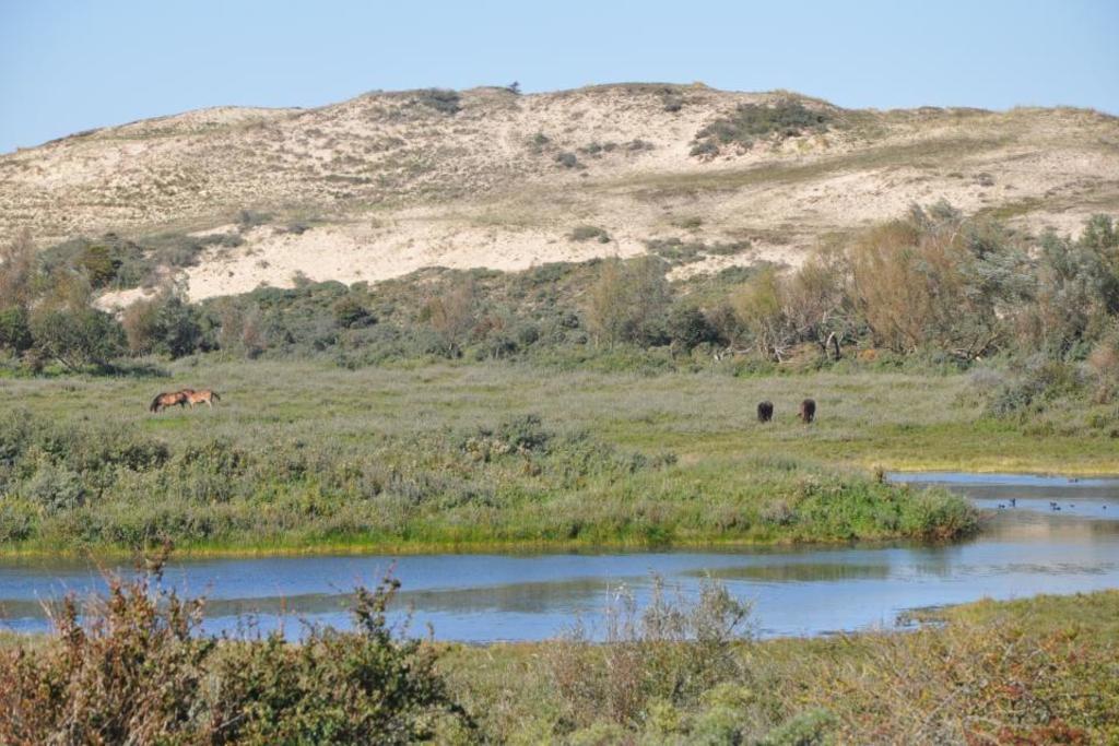 Sand dunes, a unique coastal ecosystem in the 'Noordhollands Duinreservaat'.