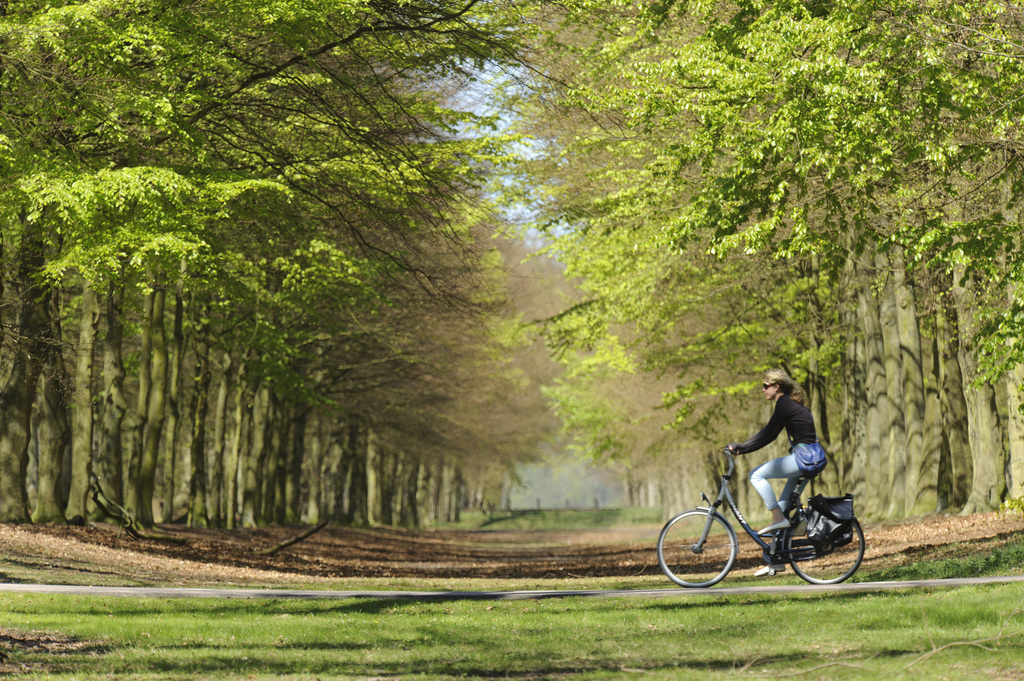This is quite close to our house, for evening or early morning strolls. It's called the 'Heilooër Bos'. 