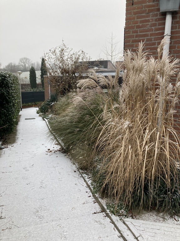 Toegangspad bungalow