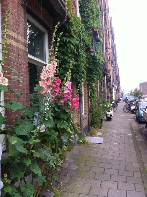 hollyhocks in front of the house