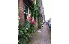 hollyhocks in front of the house