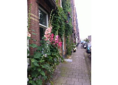 hollyhocks in front of the house