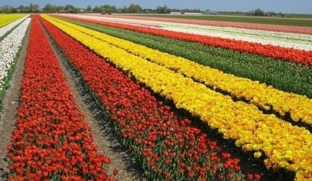 Flowering bulb fields in April 
