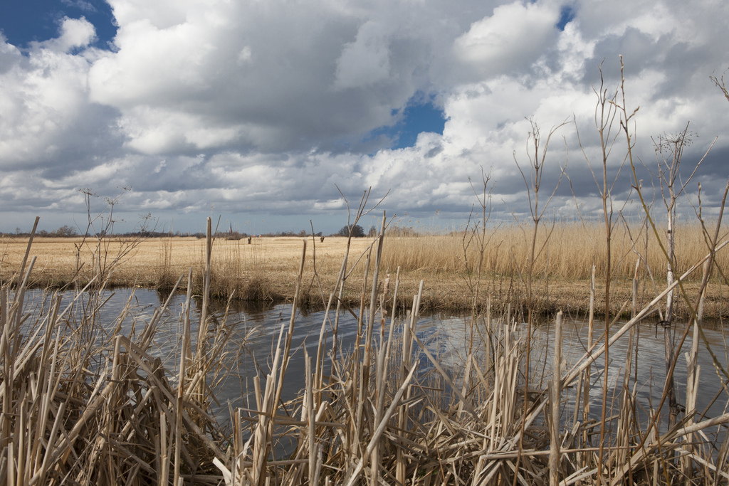 natural reserve area in Nieuwkoop