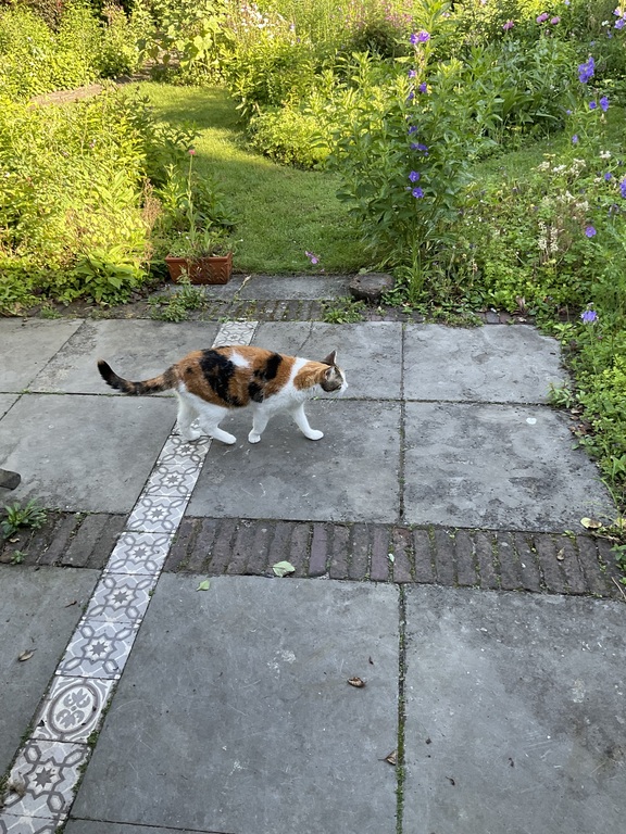 Cleo the cat