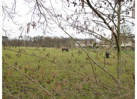 Looking to our house