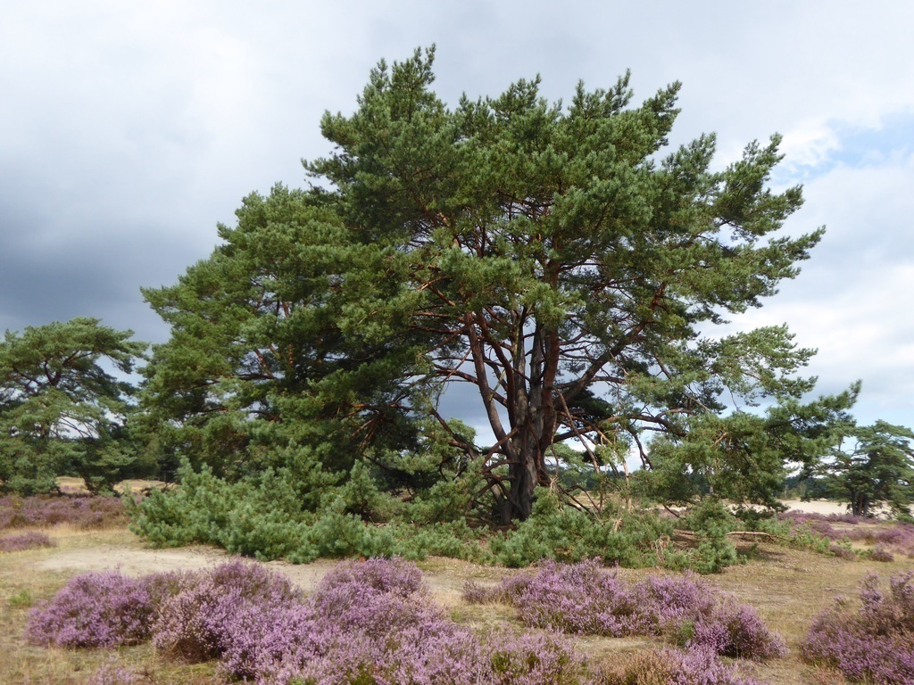 soester dunes