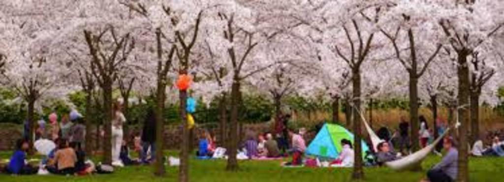 Cherry blossom festival