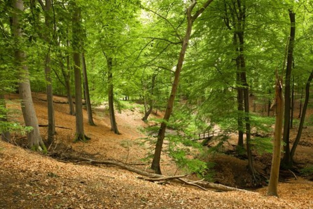 Unique forist in Berg en Dal, 8 km away