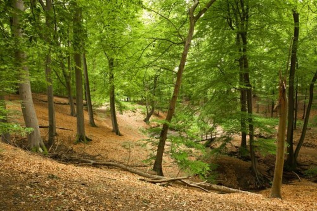 Unique forist in Berg en Dal, 8 km away