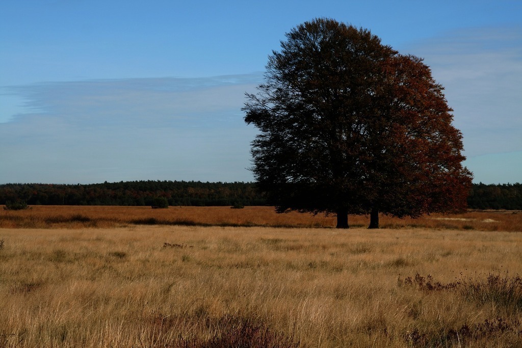 Nature-parc "De Hoge Veluwe" 40 km away
