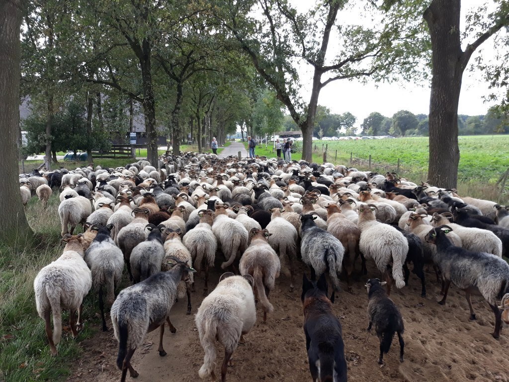 COUNTRYSIDE: Walk with the sheep to the shell