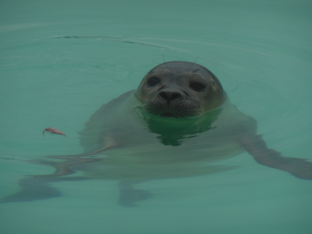 Take a visit to the seals-shelter