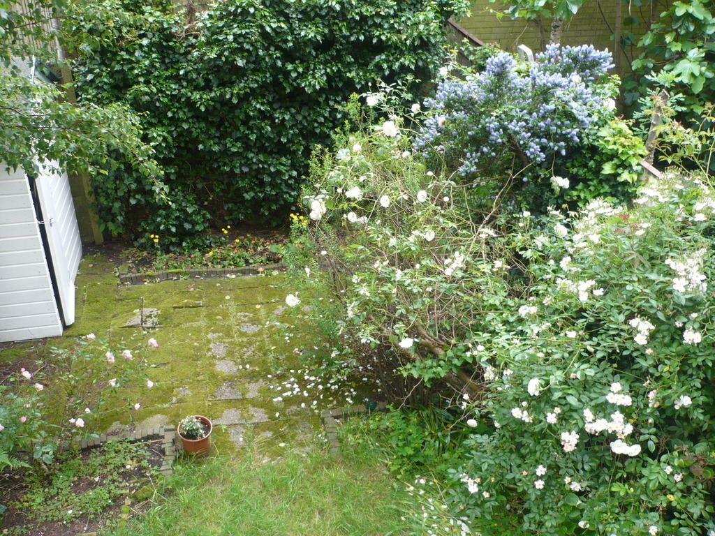 Small garden (back side)