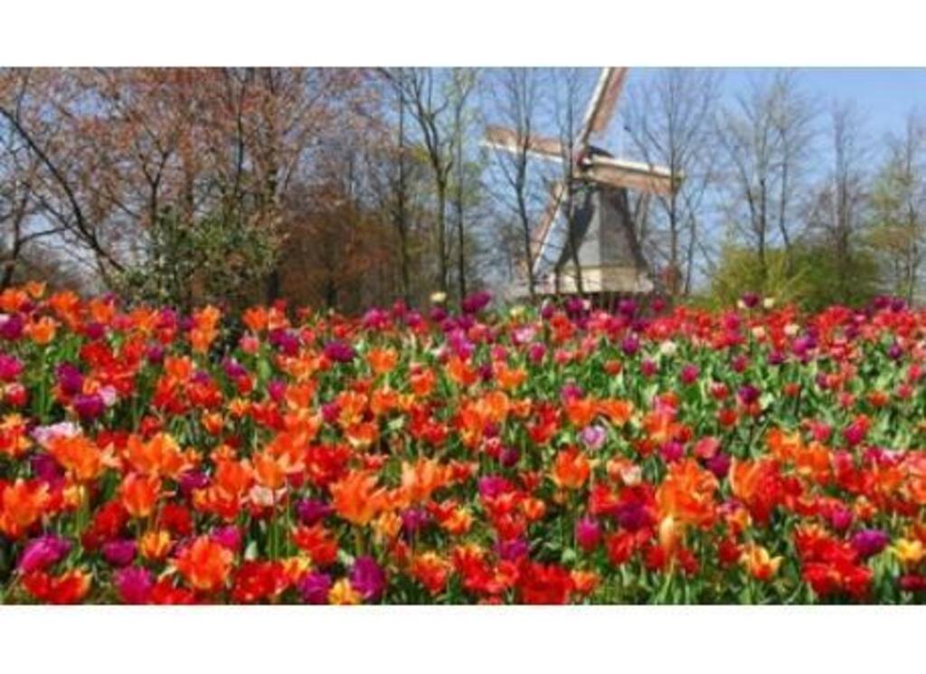 Keukenhof in Lisse in april/May