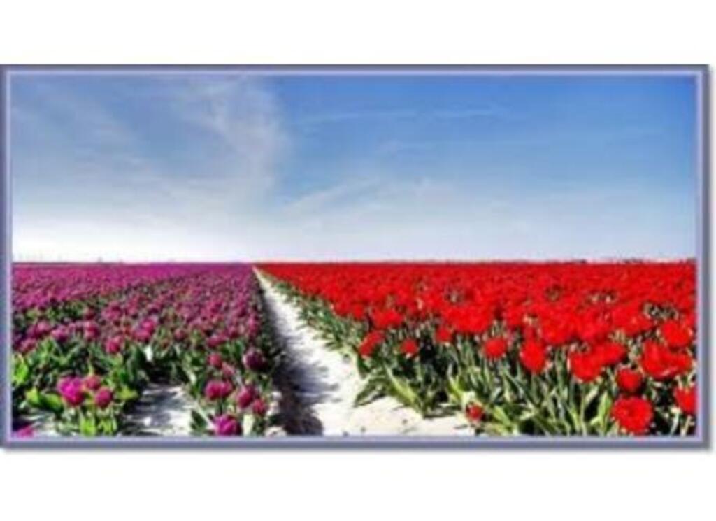 Famous Dutch tulip fields