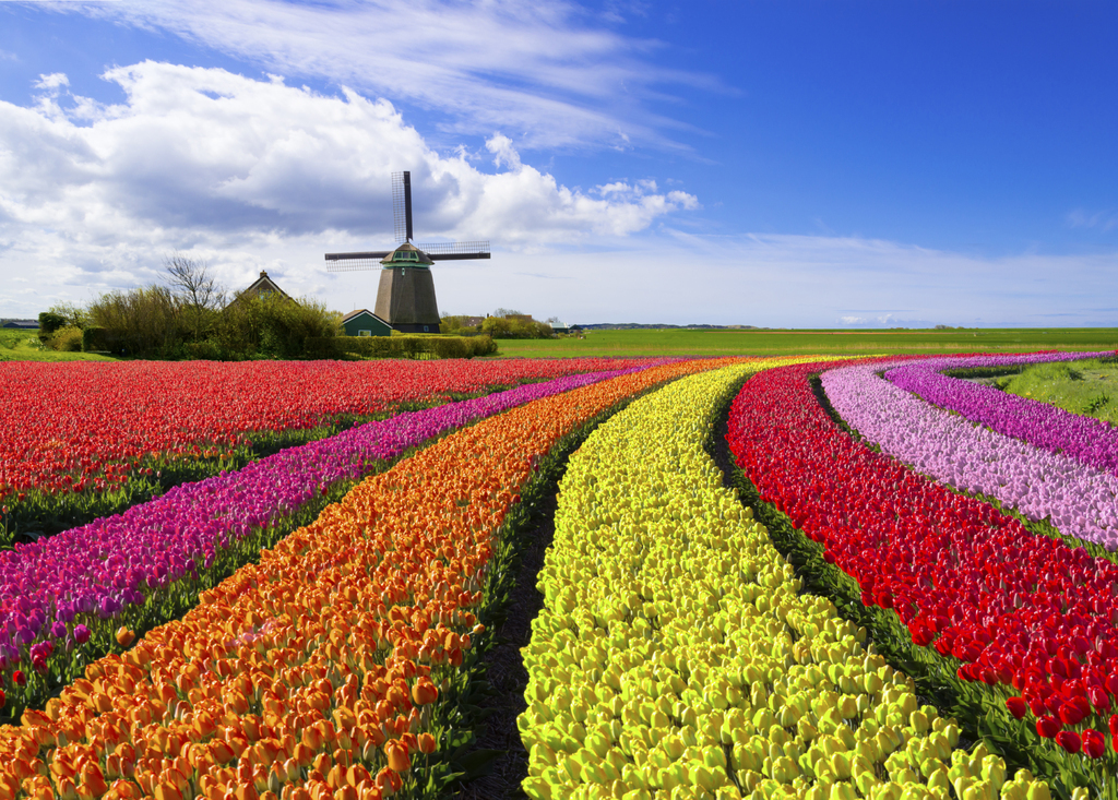 Gorgeous tulip fields