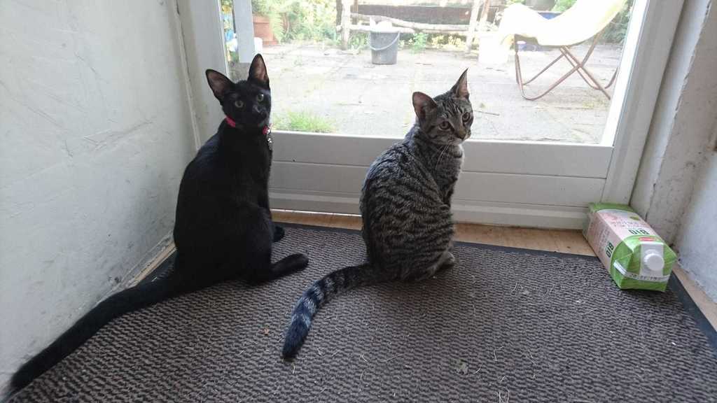 our 2 cats (2019), Kiki & Coco