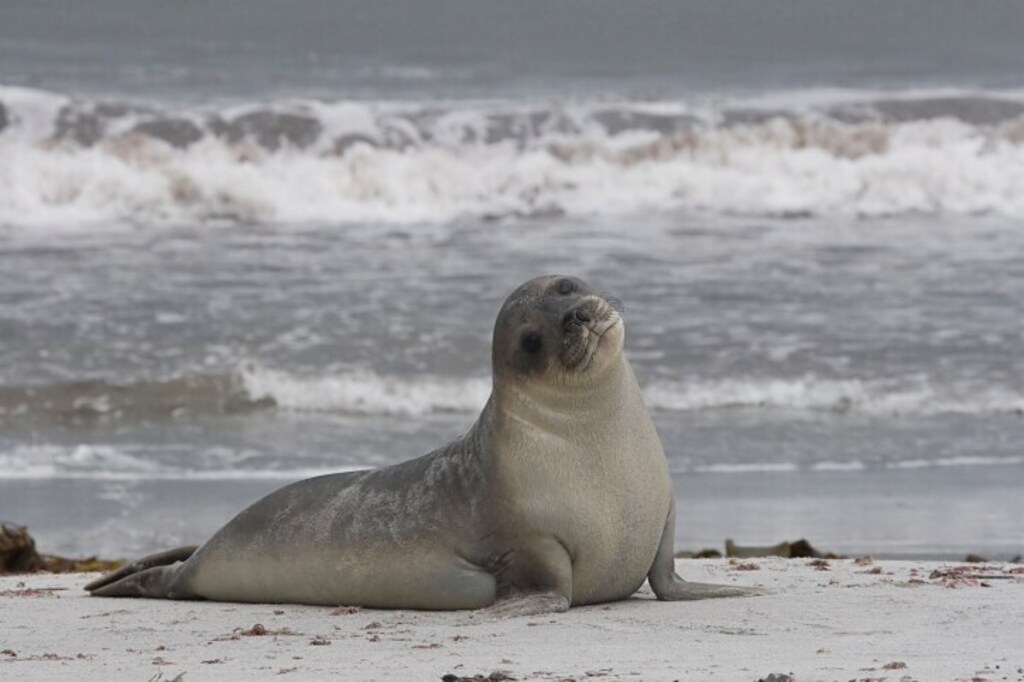seal