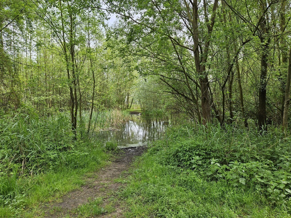 Forest, 3 minutes walk from our house