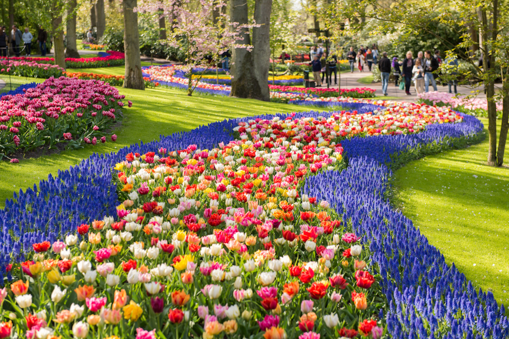 Keukenhof is spectacular with the variety of blooming bulbs in spring.