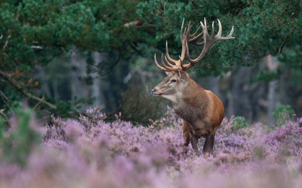 Hooge Veluwe with the free white bikes invites you to spend the whole day outside