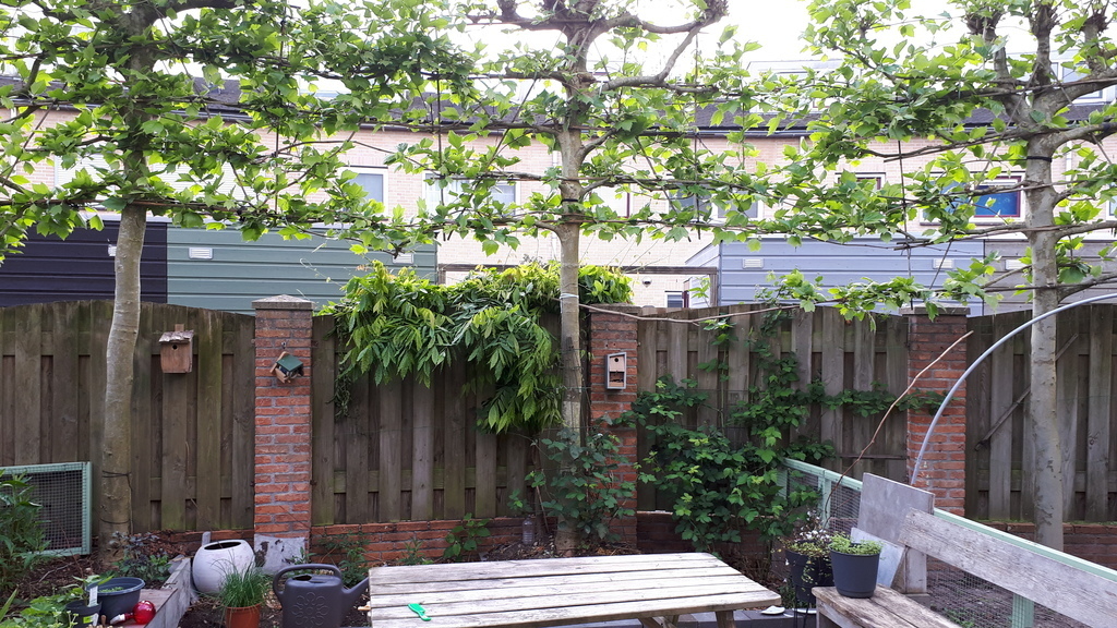 backyard in the early spring