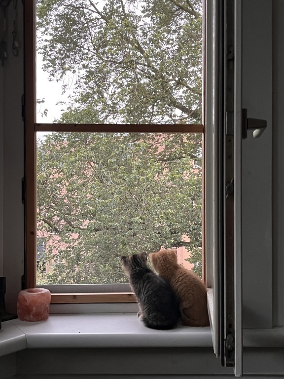 Péla and Gigi were small but not anymore :)