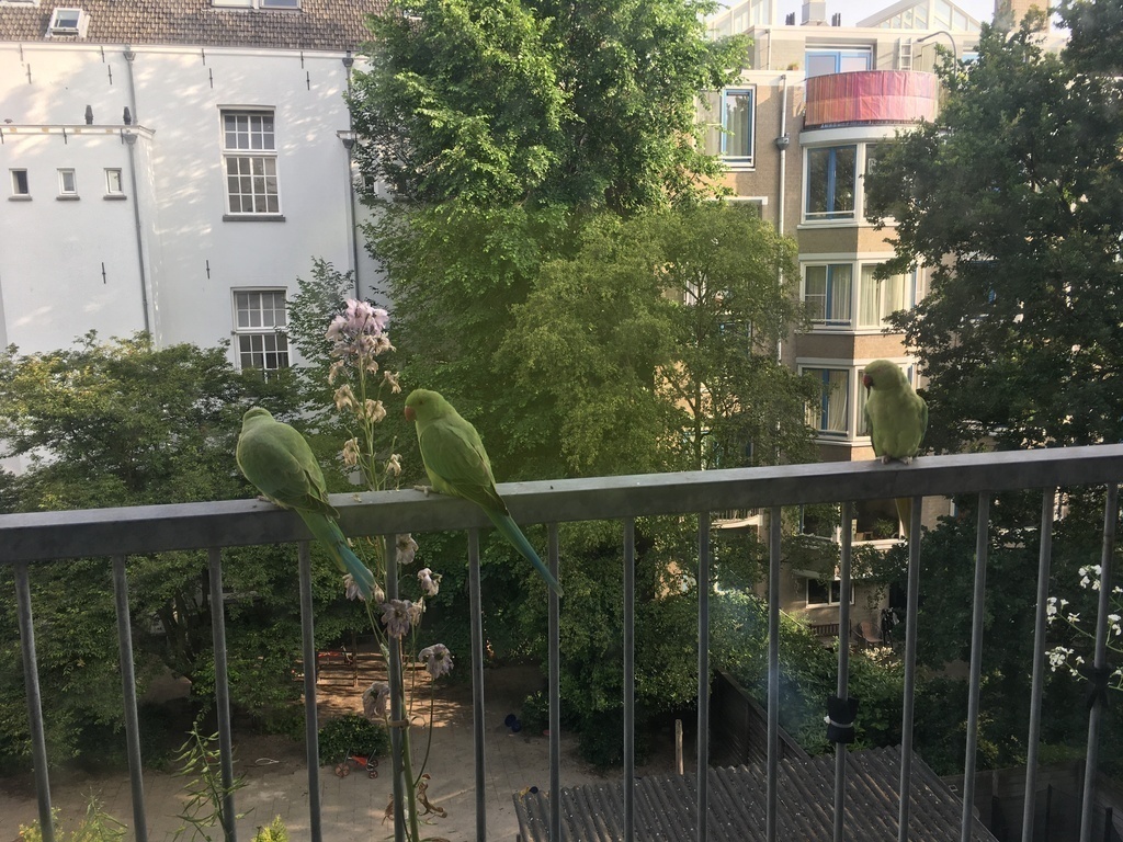 view from our balcony with occasional visitors 