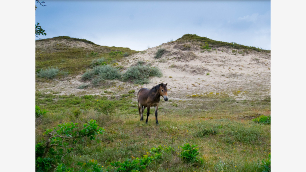 Wild Horse in Schoorl Nature Reserve