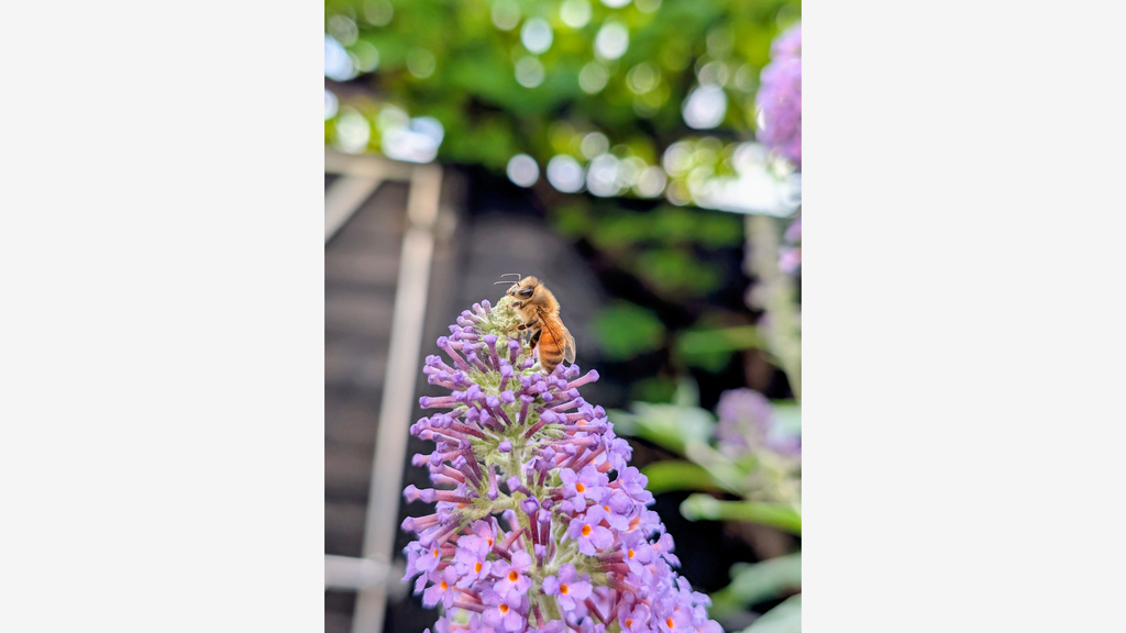 Our garden is located at south/south west, lots of sun guaranteed