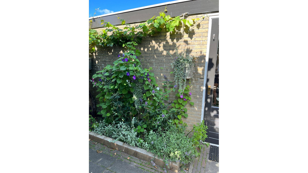 Our green garden, which if full of plants and flowers