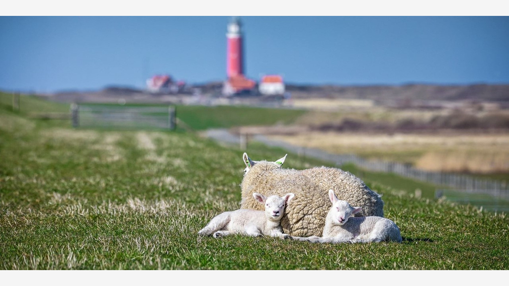 Texel, don't leave the Netherlands without a visit to Texel.