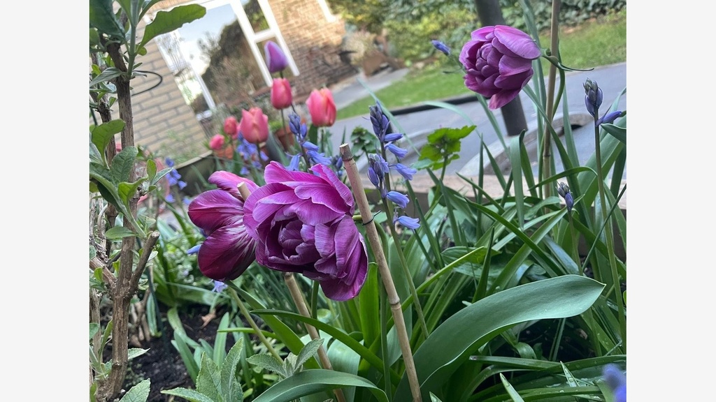 Our graden grows well with much sun