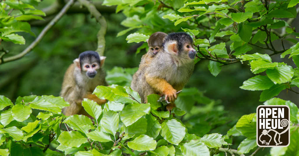 Apenheul Apeldoorn (25 min. by car)