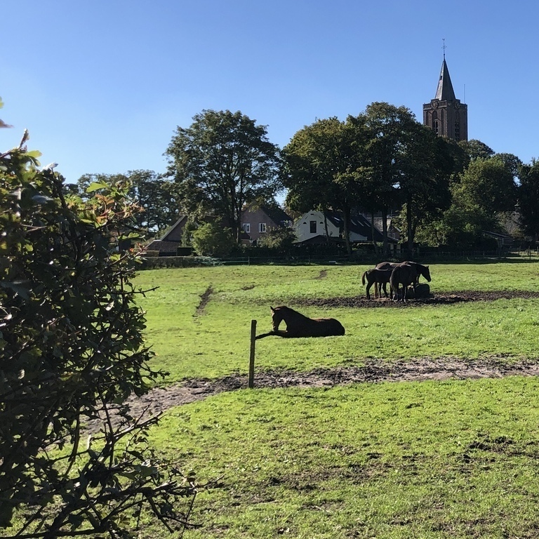 Our lovely neighboorhood