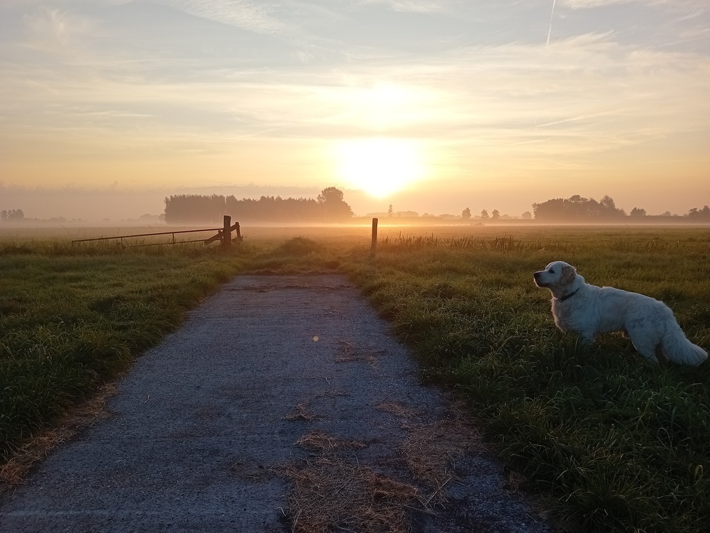 onze hond Goof in weiland achter ons huis